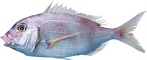 Informationen ber den Tilapia-Fisch