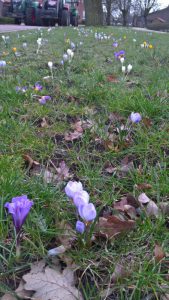 krokusse in Wippingen Grundschule