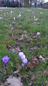 krokusse in Wippingen Grundschule