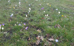 krokusse in Wippingen Grundschule