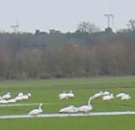 Zwergschwäne im Wippinger Moor