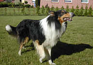 Zugelaufener Collie