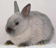 Osterhase