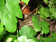 Amsel