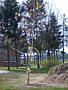 Maibaum