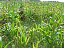 Vertrocknete Maispflanzen