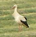 Storch in Wippingen