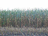 Ernte 2009 Mais