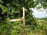 Vom Sturm gespaltener Baum 