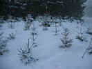 Schnee in Wippingen