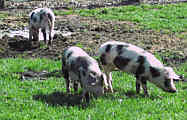 Schweine in der Suhle