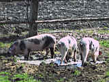 Schweine in der Suhle