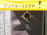 Hornissen