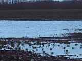 Überschwemmungen im Wippinger Moor