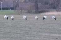 Störche auf der Durchreise im Ortsteil Püngel