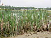 Blässhuhn an der Blauen Lagune Twist