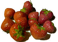 Erdbeeren