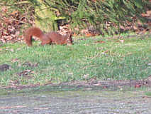 Eichhörnchen