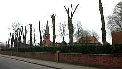 Enthauptete Bäume am Friedhof