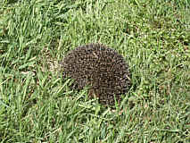 Igel