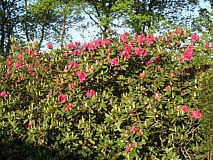 Rhododendron oder Alpenrose