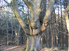 Buche auf Harpel, Foto: Klaus Lübken