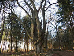 Buche auf dem Harpel