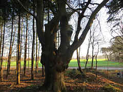 Buche auf Harpel, Foto: Klaus Lübken