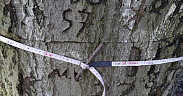 Zweite Buche: 310 cm