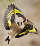 Foto: NABU/RSPB-Images.com/Laurie Campbell