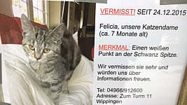 Katzen-Vermisstenmeldung