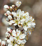 Schlehenblüte - verschiedene Stadien Anfang April in der Eifel / Quelle Wikipedia, Autor Smartbyte