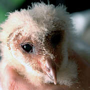 {{Information |Description= Young american barn owl (Tyto alba pratincola) sitting in hand |Source= own work |Date= created 2006-03-19 |Author= maxgreene |Permission= public domain |other_versions= }}