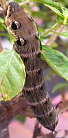 Mittlerer Weinschwärmer (Deilephila elpenor)