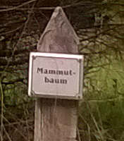 Mammutbaum