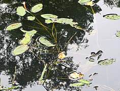 Froschkraut im zukünftigen NSG bei Lathen