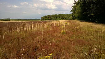 Feld mit Sauerampfer