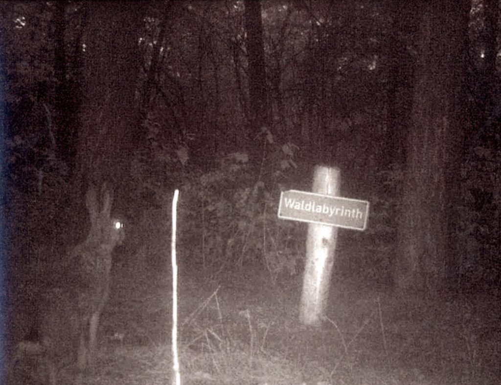 Hase vor Schild "Waldlabyrinth" in der Nacht