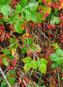 Brombeeren