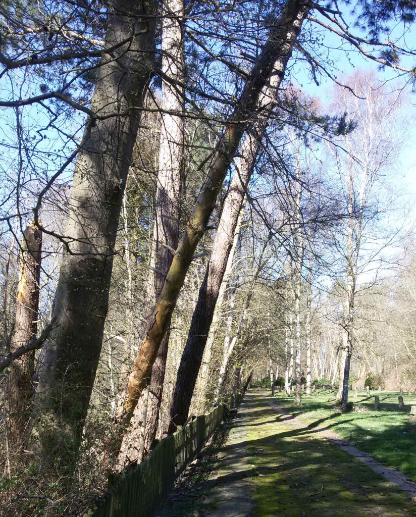 Abgestorbener Baum auf Begräbnisstätte Esterwegen 03/2020