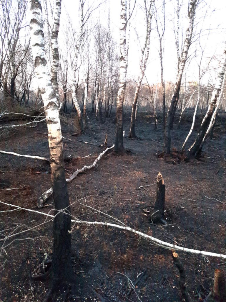 Verbranntes Moor im Aschendorfer Obermoor