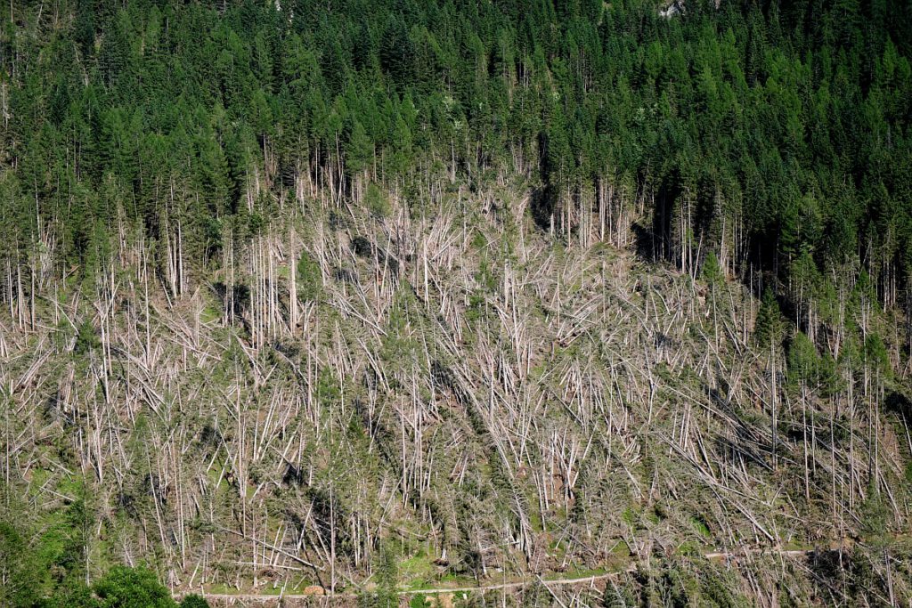 Waldsterben, Foto: idw