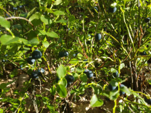 Blaubeeren im Naturschutzgebiet