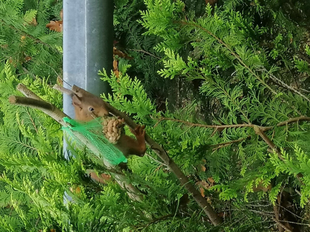Eichhörnchen