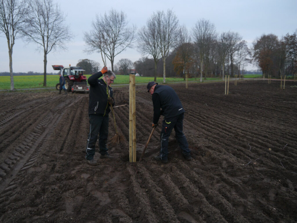 Obstbäume setzen im Baugebiet Sonderburgstraße 12/2020