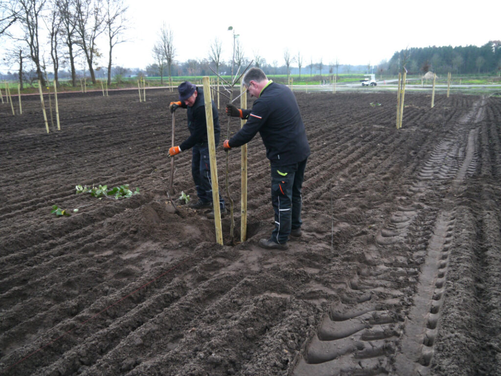 Obstbäume setzen im Baugebiet Sonderburgstraße 12/2020