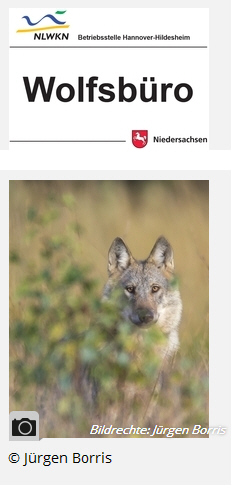 Zur Homepage des Wolfsbüros