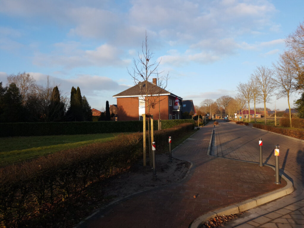 Amberbaum in der Schulstraße