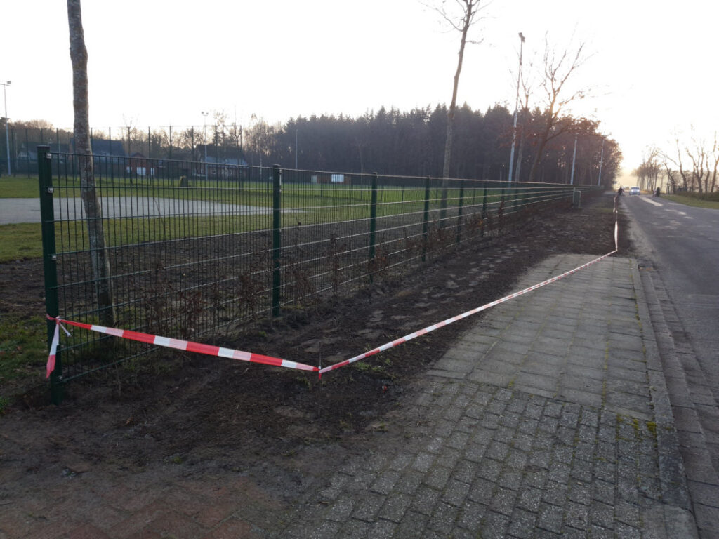 Neu gepflanzte Buchenhecke am Sportplatz an der Schützenstraße