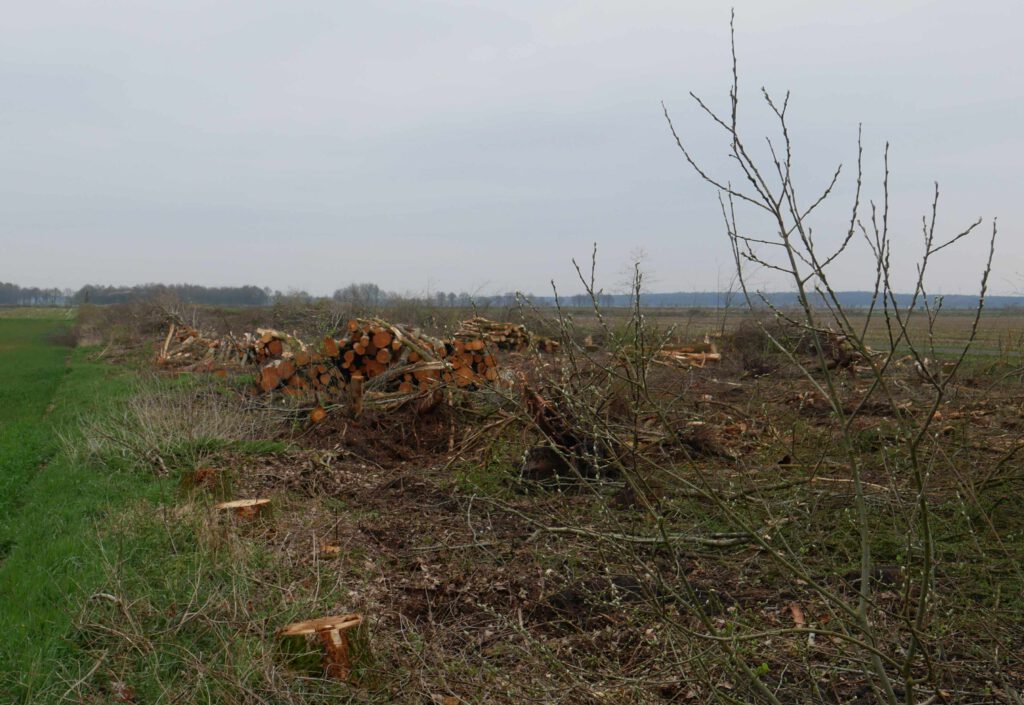 Kahlschlag beim Fleiereigraben II bei Wippingen